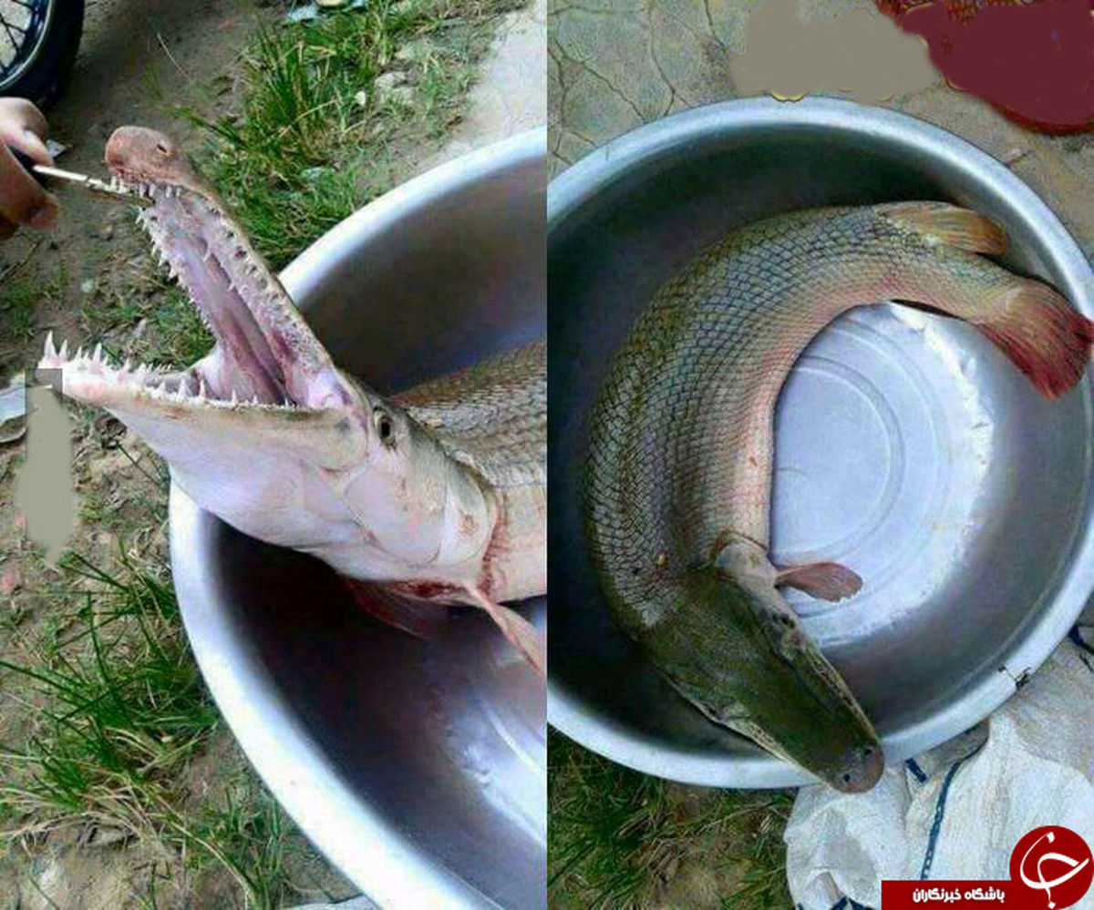 عکس کمتردیده شده از تمساح ماهی