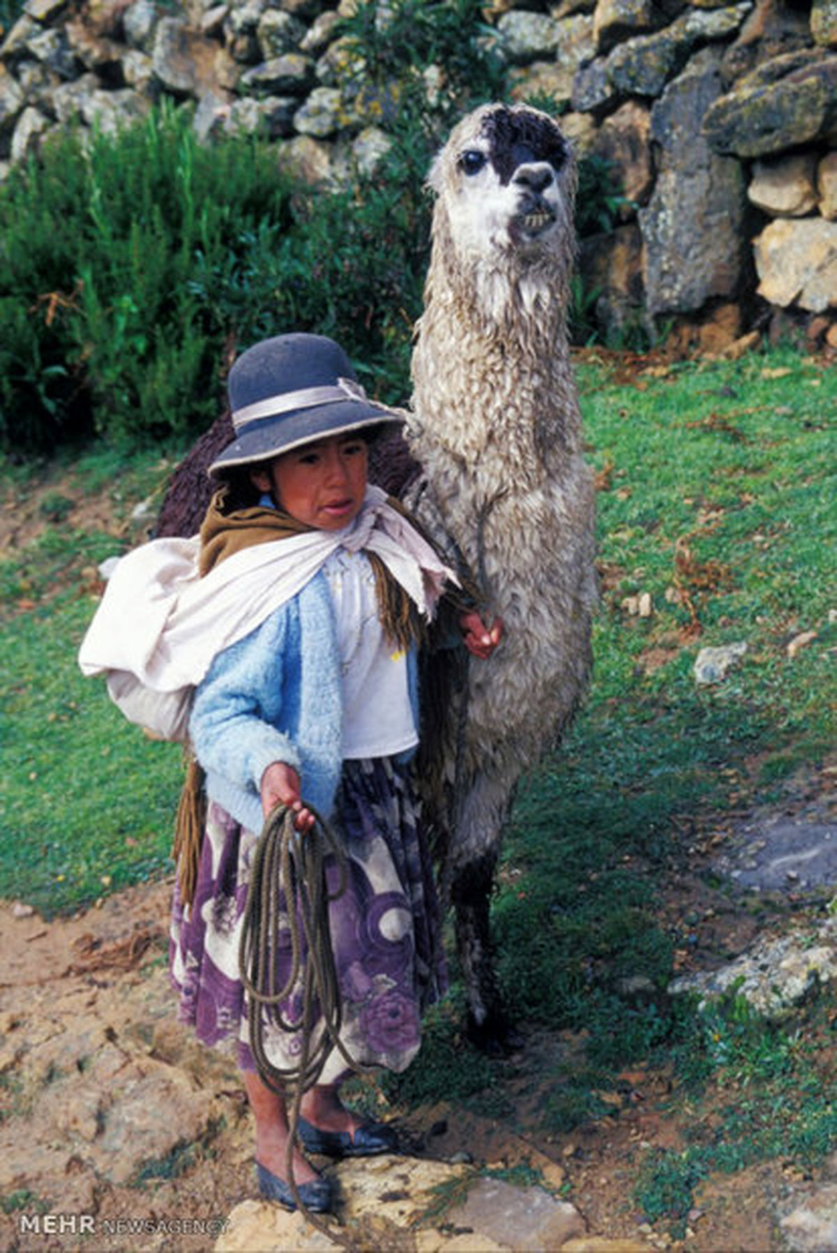 شتر آمریکایی/تصاویر