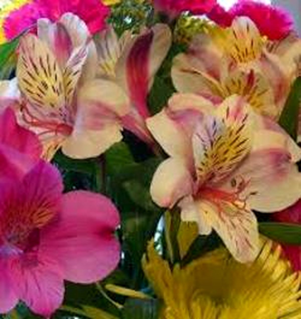 روش تکثیر اصولی گل آلسترومریا