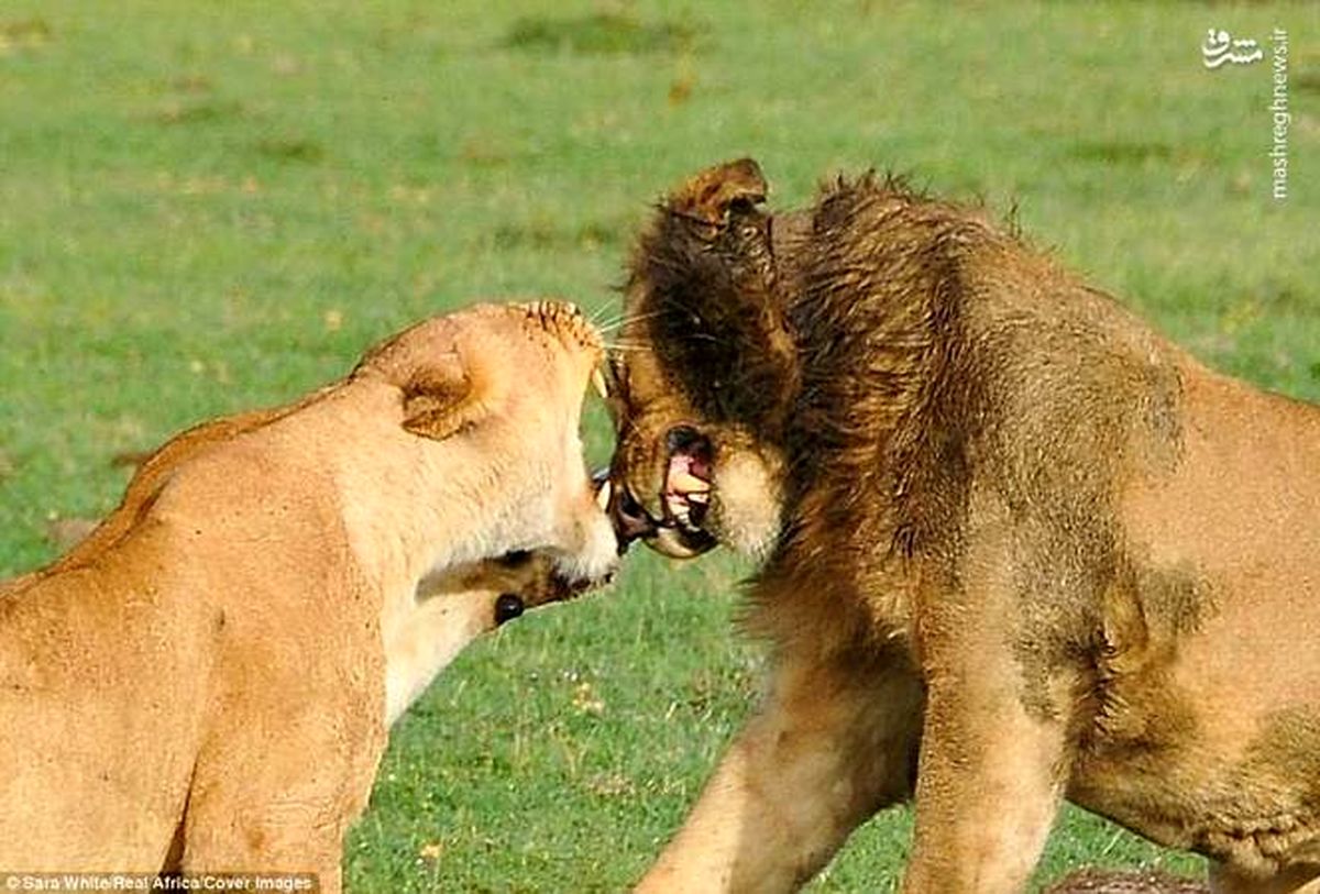 عکس: دعوای زن‌و شوهری جلوی دوربین!