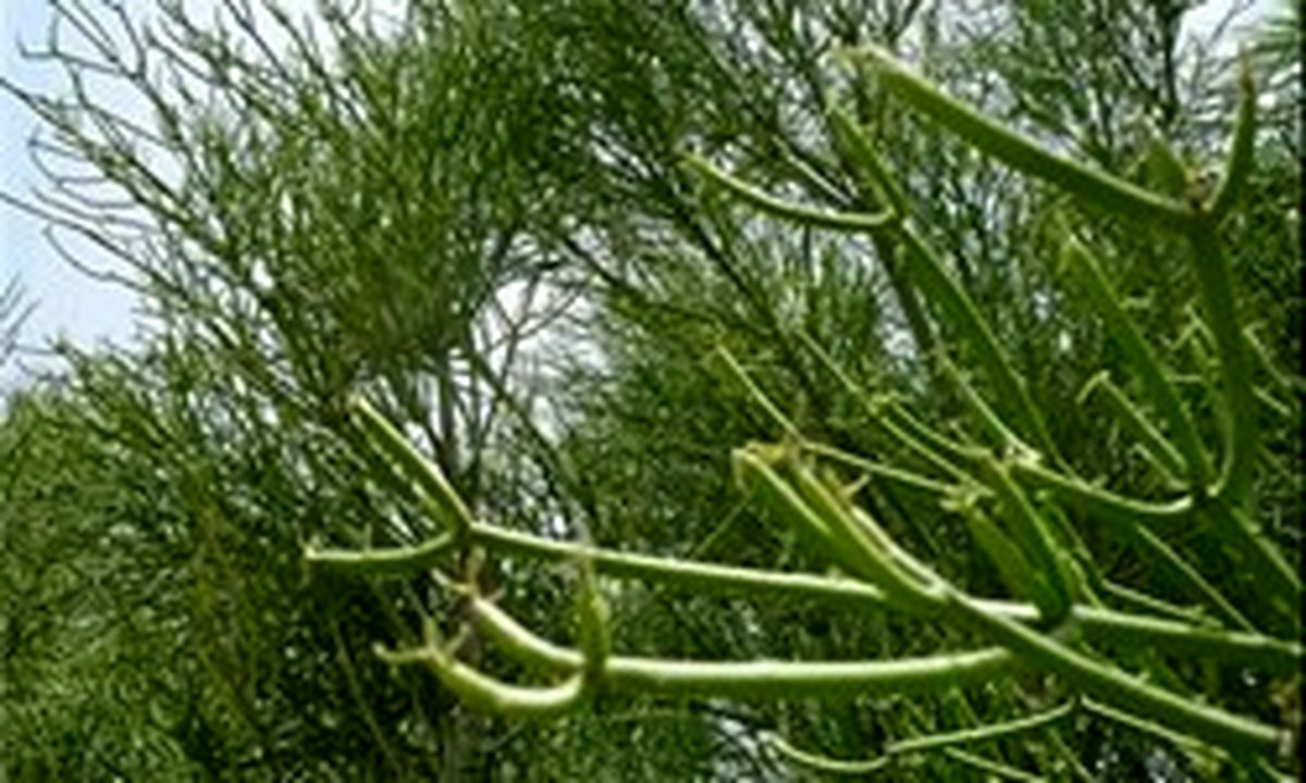 درختی در نیکشهر که نفت تولید می‌کند +عکس