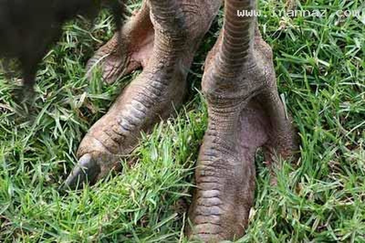 تصاویر:قبیله‌ای آفریقایی با پاهایی بسیار عجیب