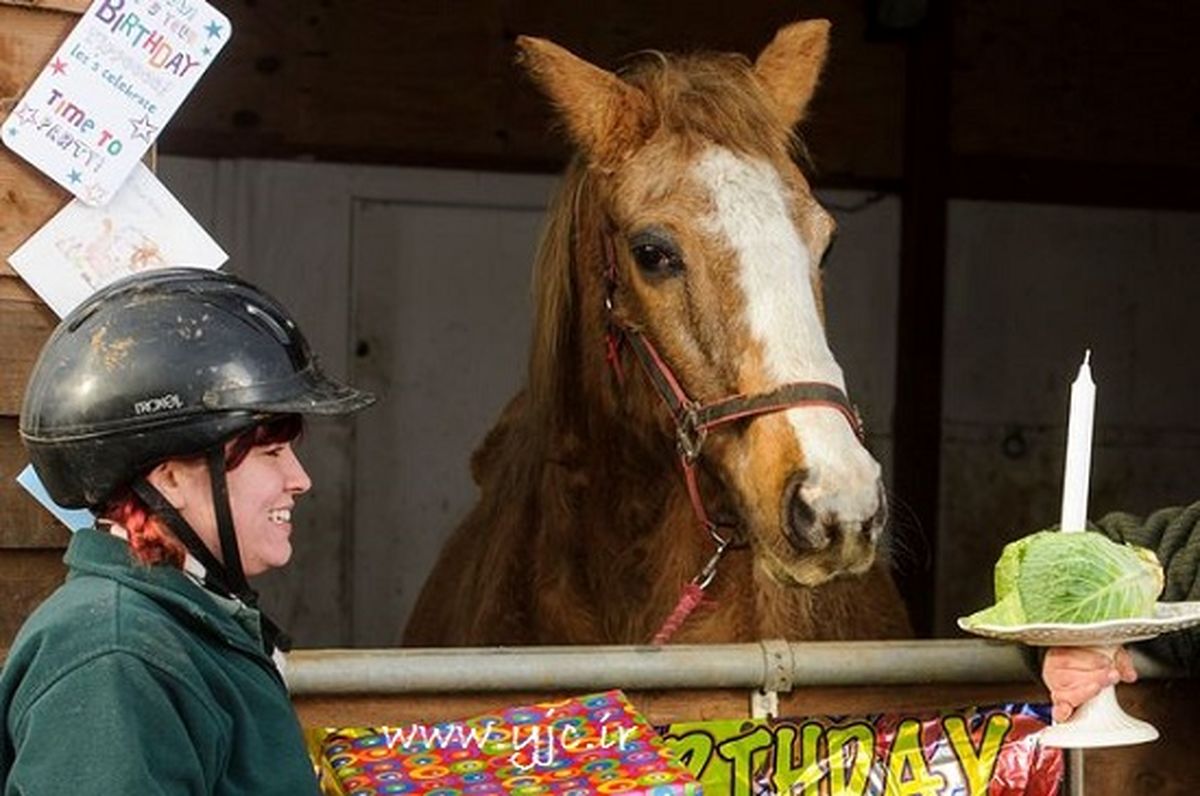 پیرترین اسب دنیا/عکس