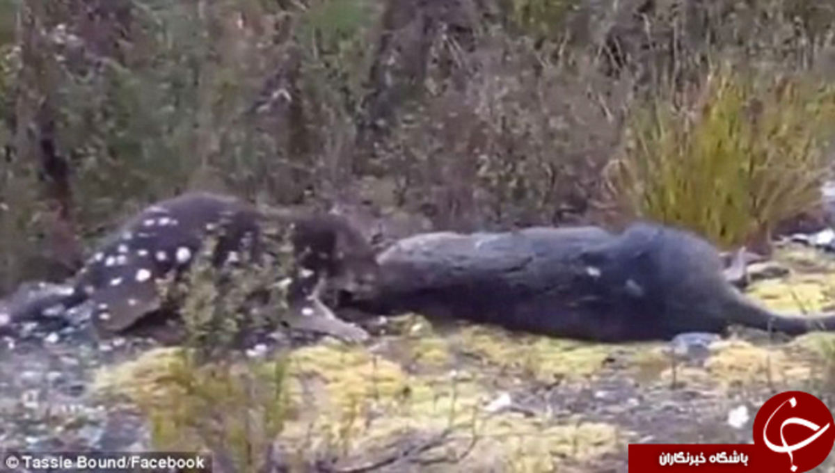 لحظه باورنکردنی شکار کردن ببر درحال انقراض +تصاویر