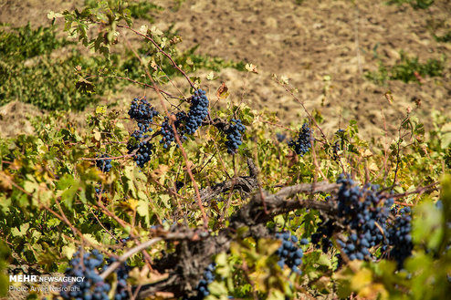 تصاویر: برداشت انگور سیاه از باغات استان کردستان
