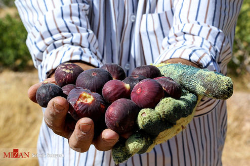 تصاویر: برداشت انجیر در ایران