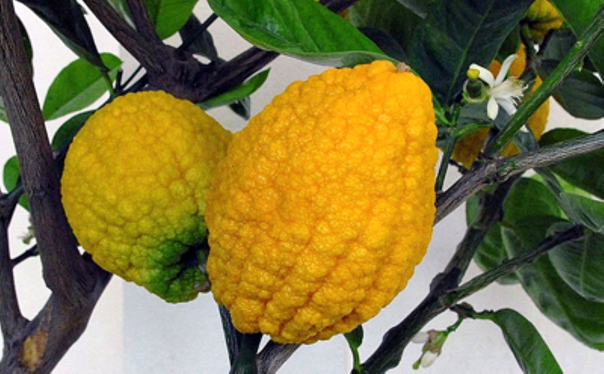 خرید مربای بالنگ+ارسال رایگان