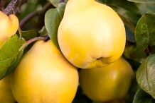 فواید باورنکردنی میوه بِه