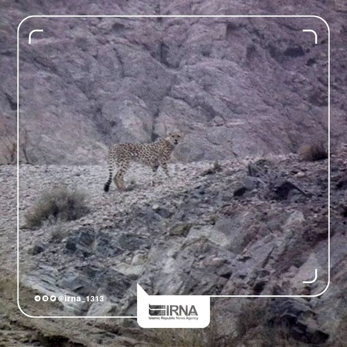 مشاهده یوزپلنگ ایرانی در یزد پس از ۶ سال +عکس