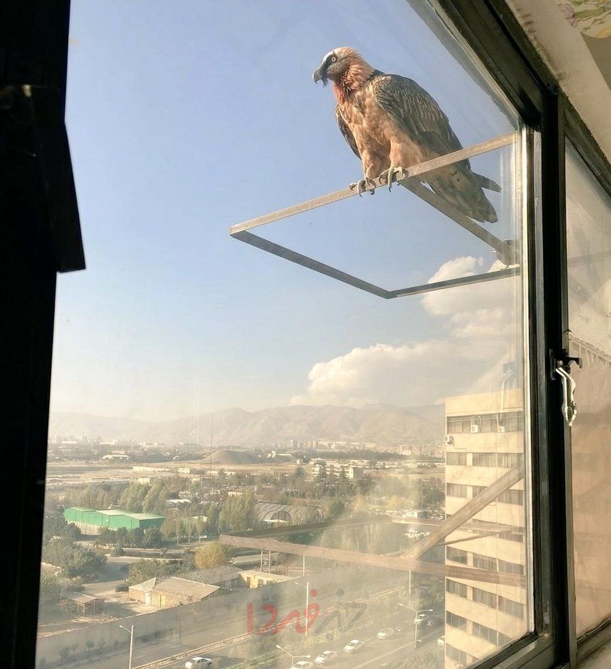 همای سعادت در تهران +عکس