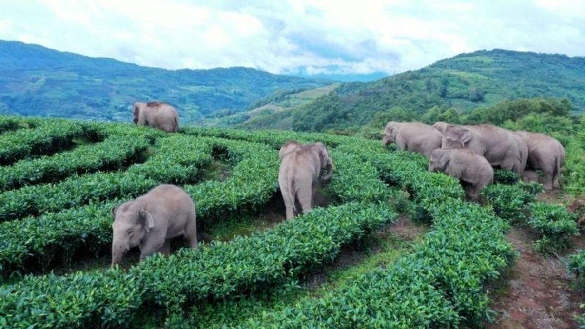 دردسر 14 فیل مهاجر برای چین/تخلیه ۱۵۰ هزارنفر برای عبور گله فیل