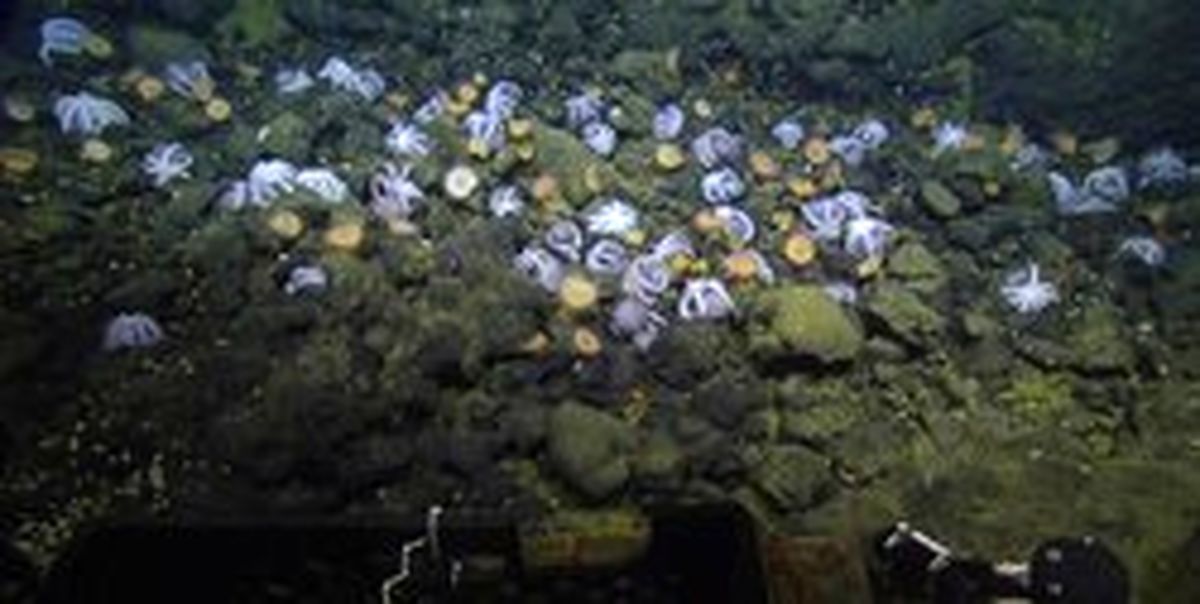 دورهمی اختاپوس‌ها که تا بحال دیده نشده بود! +عکس