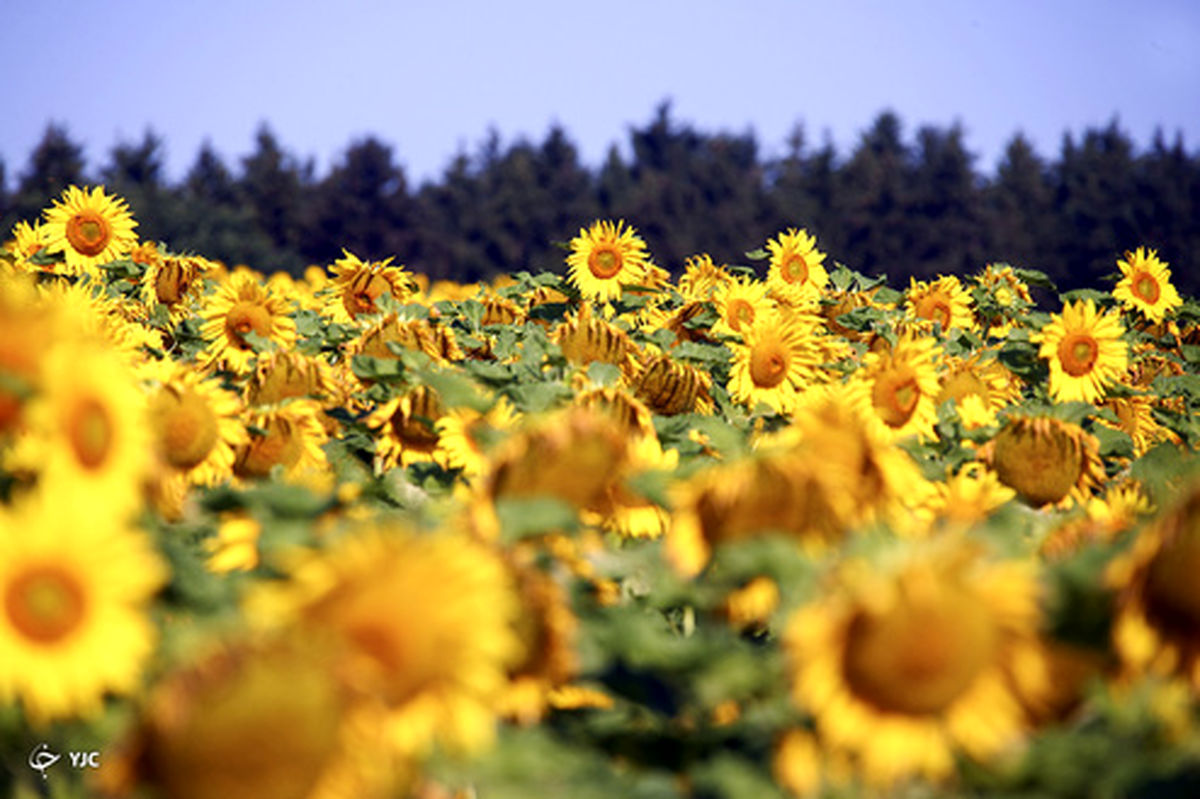 تصاویر: مزارع آفتابگردان
