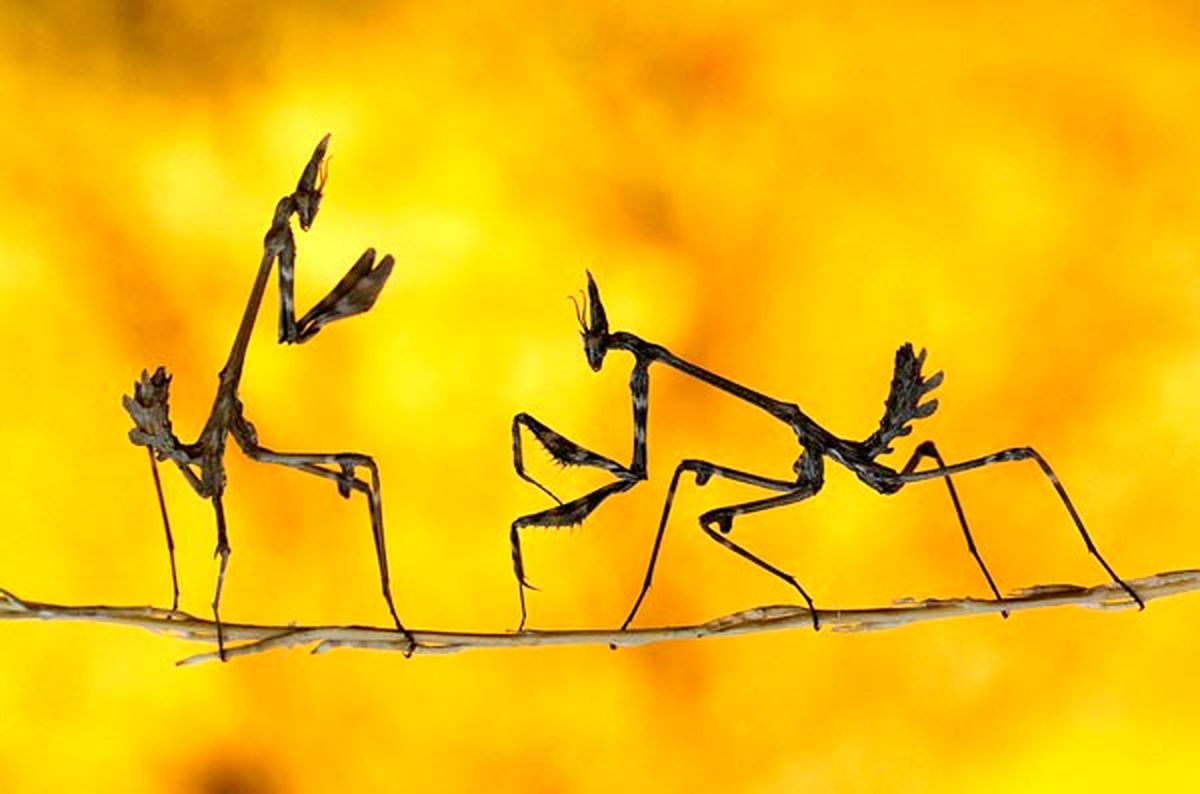 عکس/حشره های جنگ جو