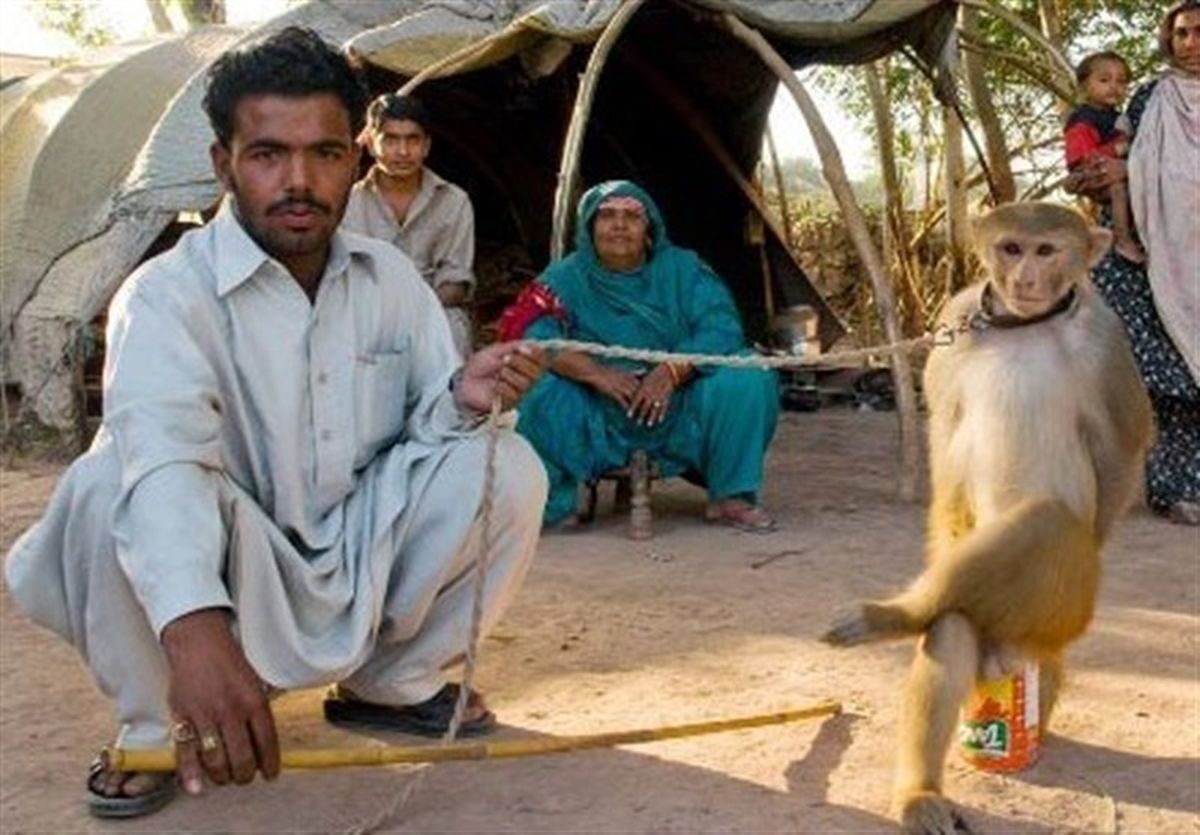 نگرانی از ورود میمون‌های قاچاق به مراکز تحقیقاتی