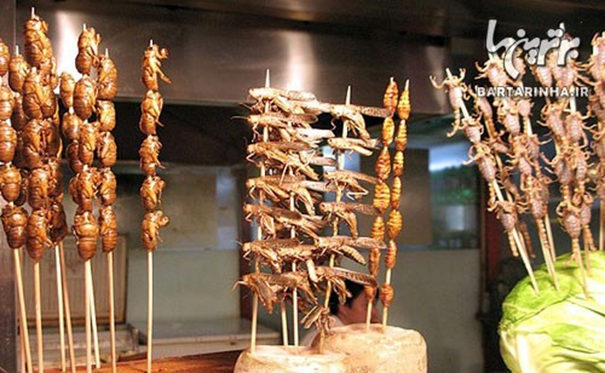 کباب عنکبوت و شکلات مورچه !؟/تصاویر