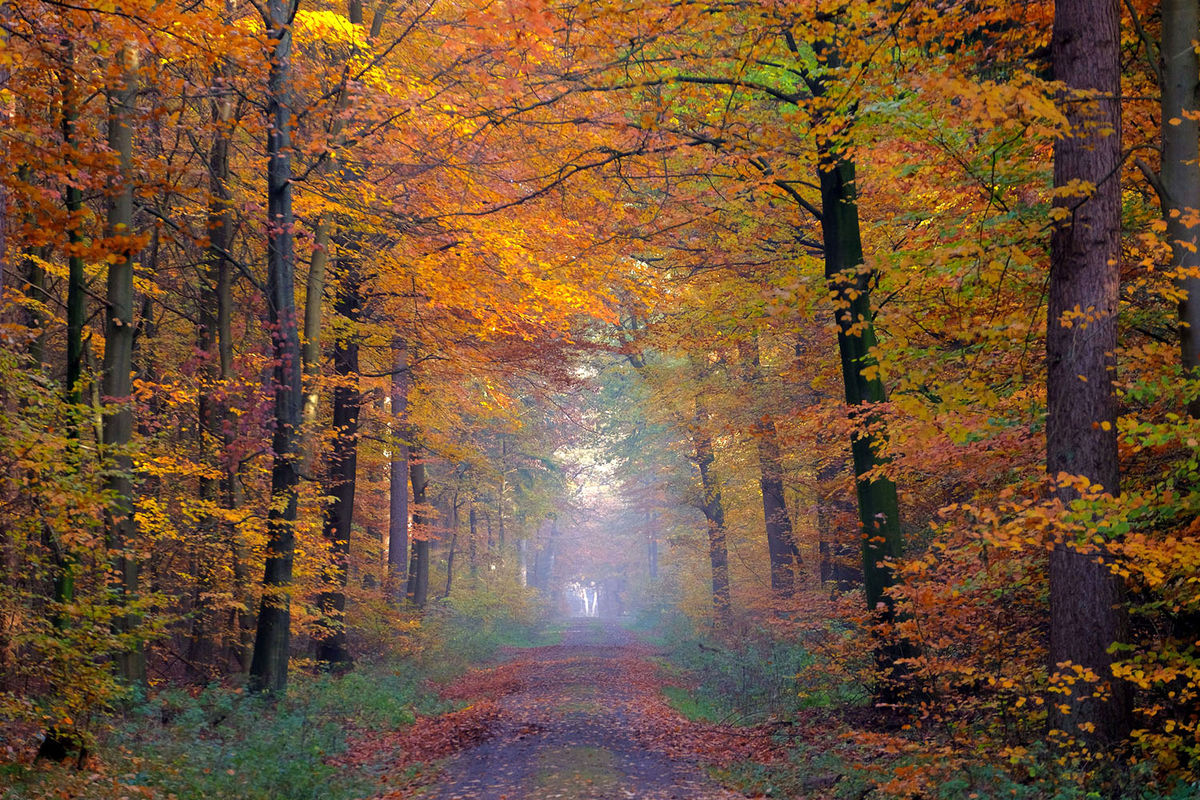 بهشت پاییزی در آلمان! /عکس