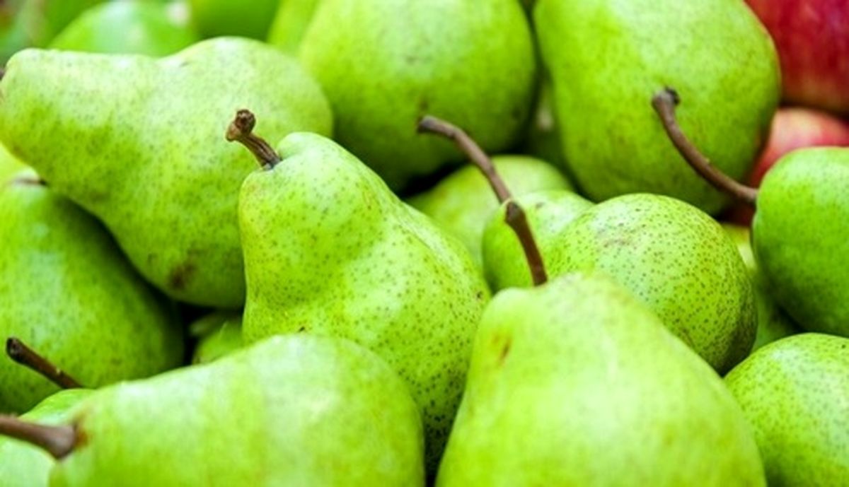 واردات گلابی قاچاق از آمریکا!؟