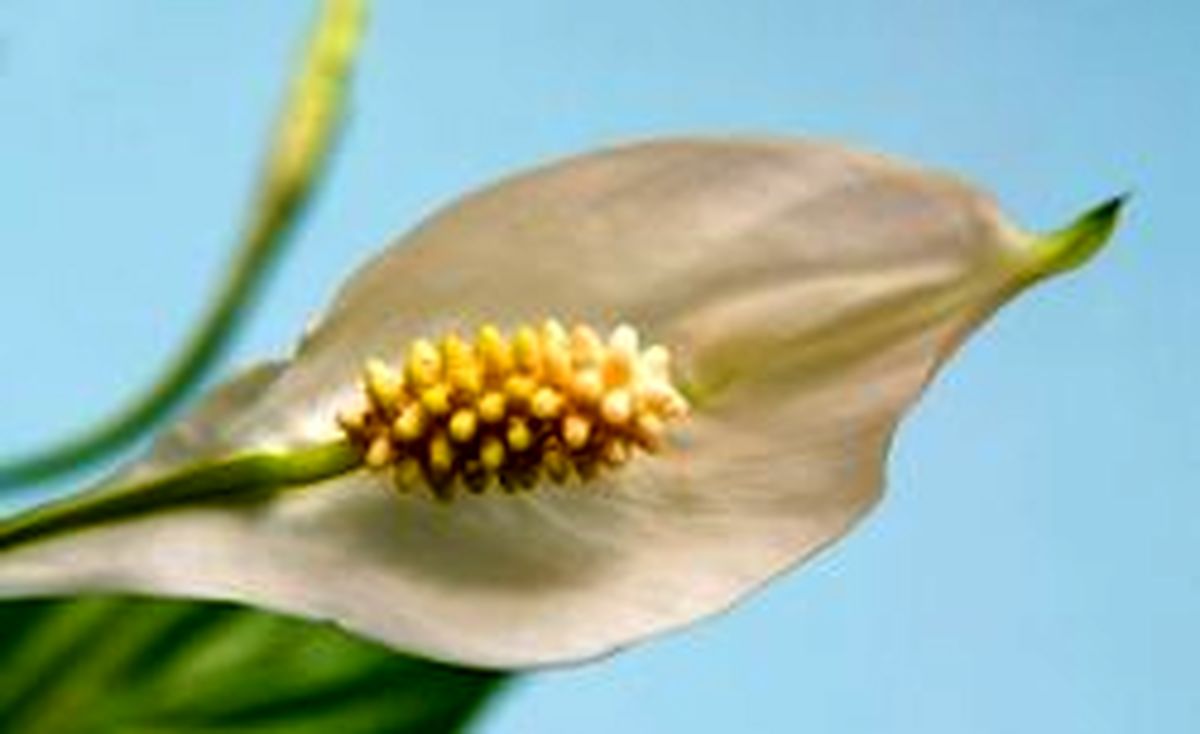 اسپاتی فیلوم با گل‌هایی سفید و بینظیر