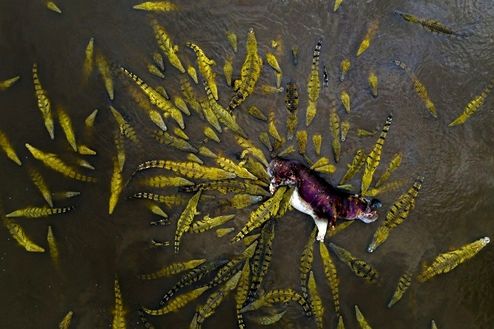 گاو درسته ناهار تمساح های گرسنه +عکس