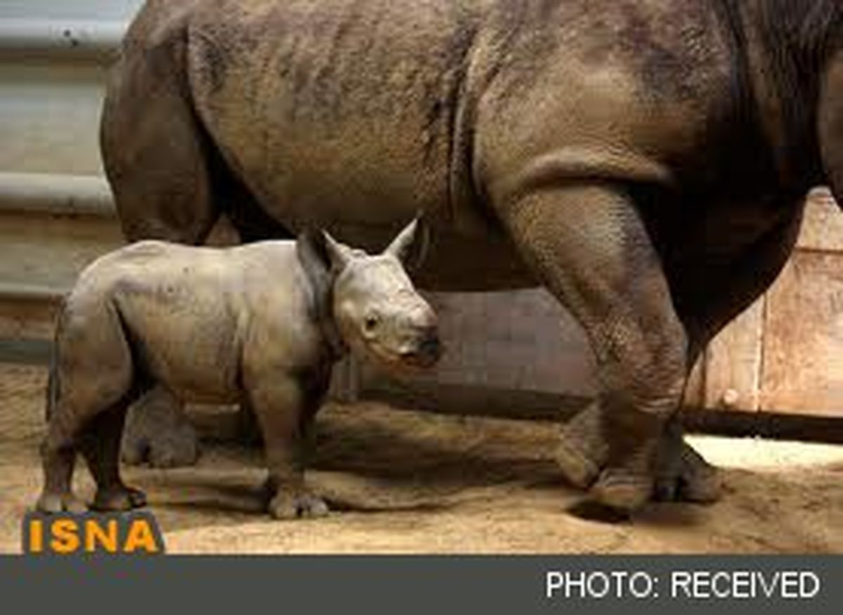 عکس/ تولد کرگدن کمیاب