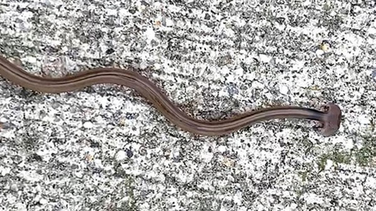 پیداشدن جانوری با سری عجیب در آمریکا! +فیلم