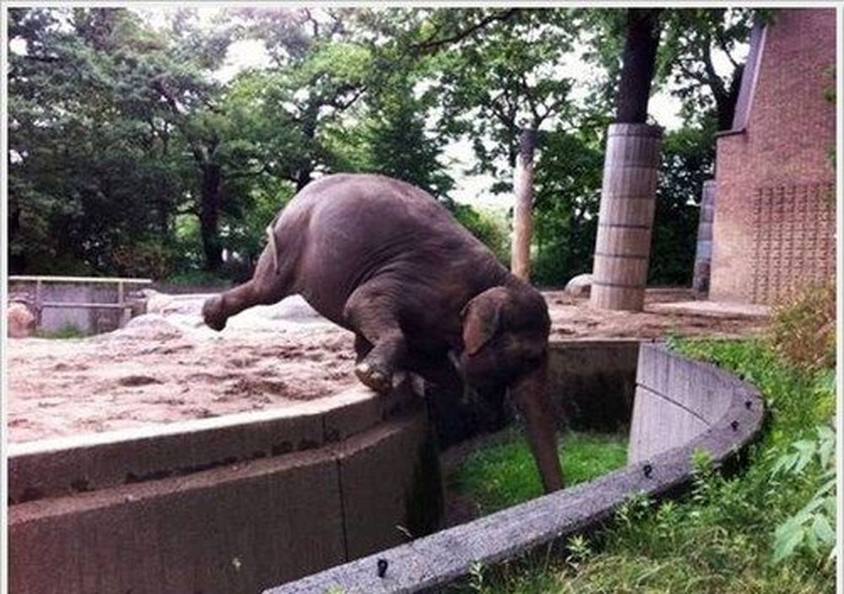 عکس/ سقوط آزاد!