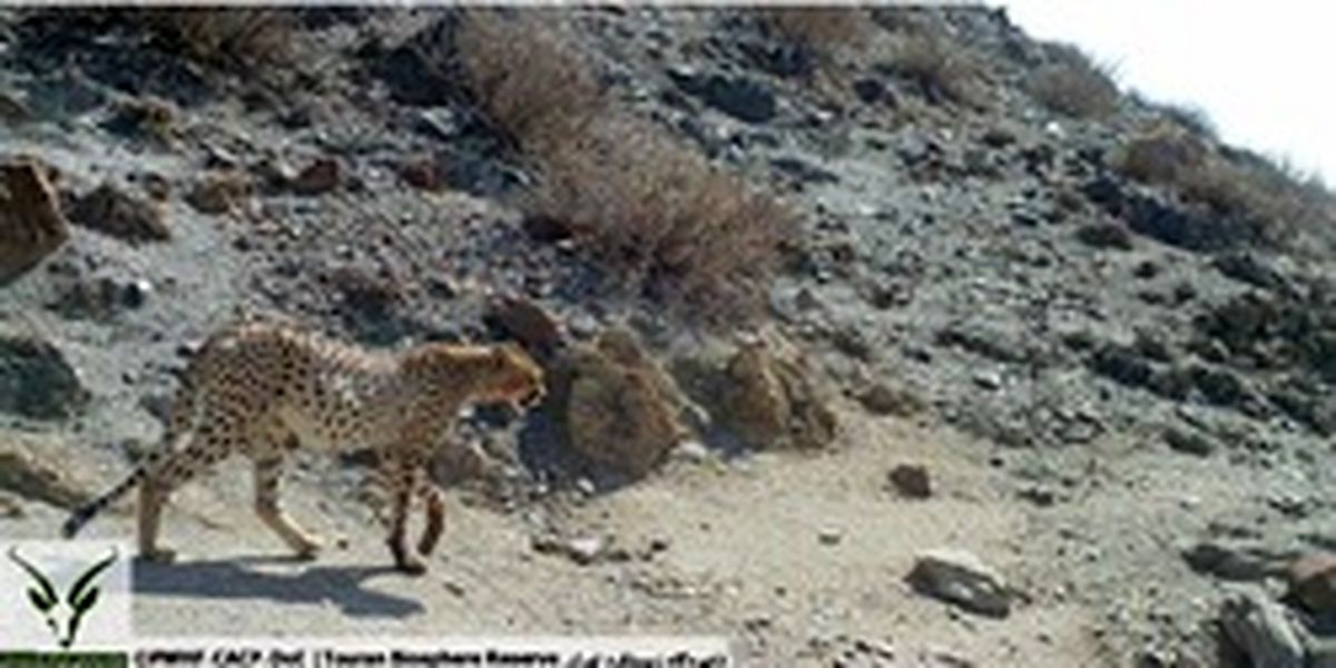 مشاهده ۲ یوزپلنگ در توران +تصاویر