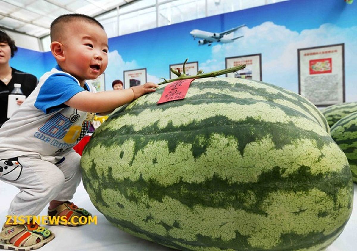 عکس/ هندوانه ۸۰ کیلویی