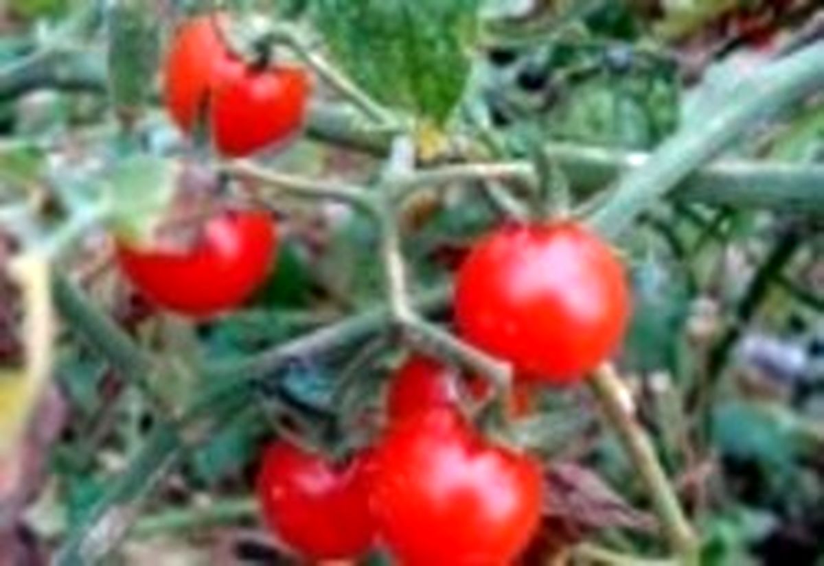 آموزش صحیح کاشت گوجه چری در خانه