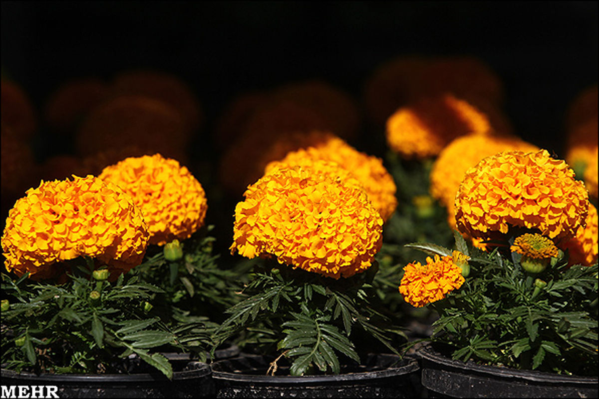 بازار گل و گیاه