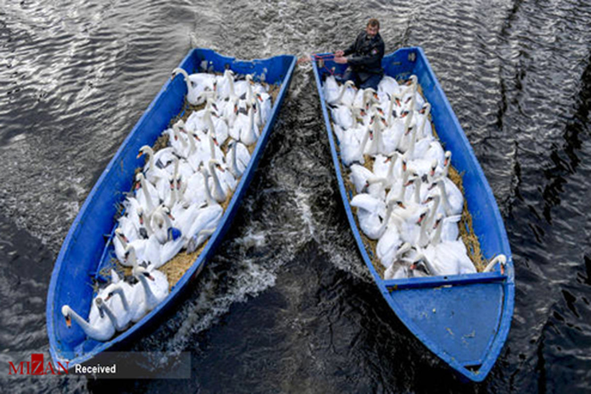 تصاویر: مهاجرت قو‌ها