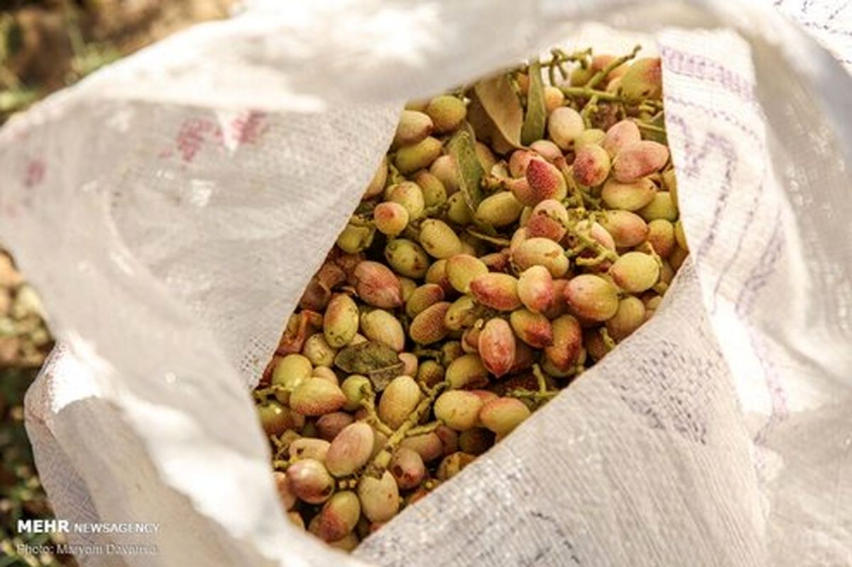 تصاویر: برداشت پسته از باغات جاجرم