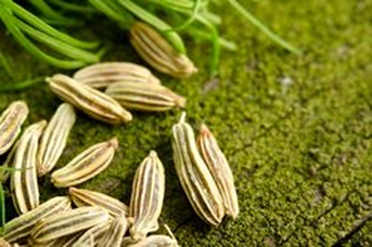 7 نوشیدنی گرم چربی سوز
