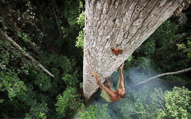 درخت نوردی!/عکس