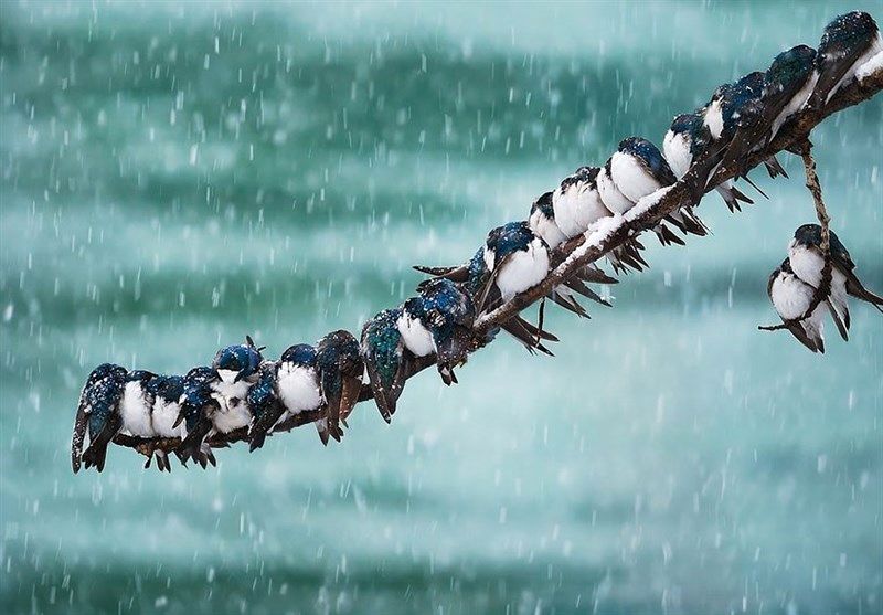 بارش برف پاییزی در این استانها با ورود سامانه بارشی + نقشه هوای استان ها