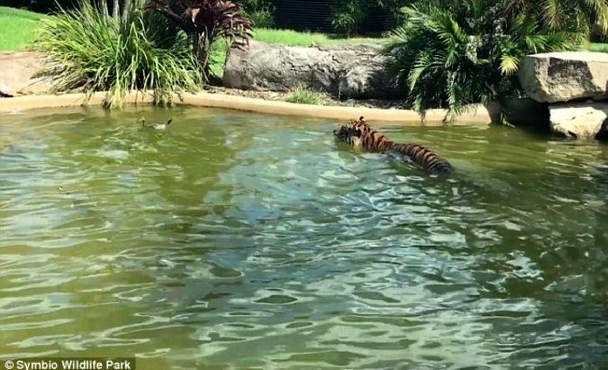 شجاع‌ترین اردک جهان ببر را دست می‌اندازد! +تصاویر