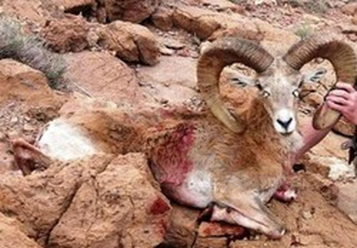 تبعه خارجی باش، مجوز شکار بگیر!