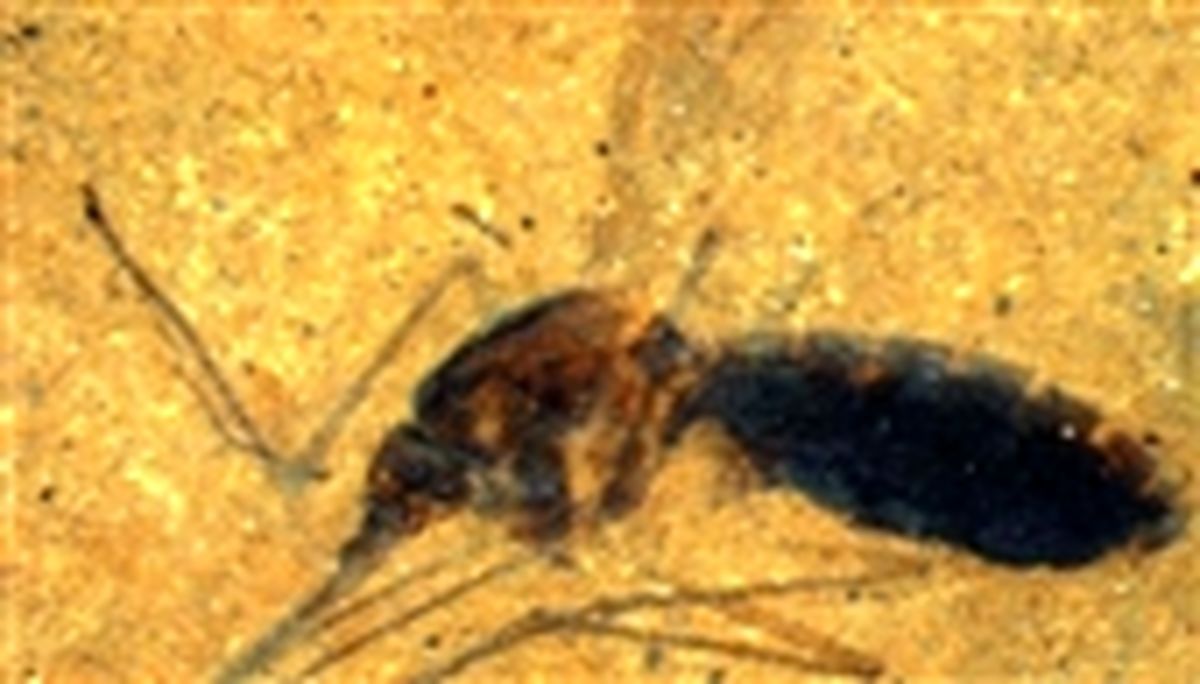 فسیل پشه‌ای که خون دایناسور مکیده/عکس