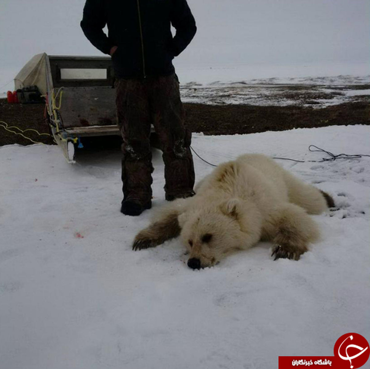نایاب‌ترین خرس دنیا شکار شد +تصاویر