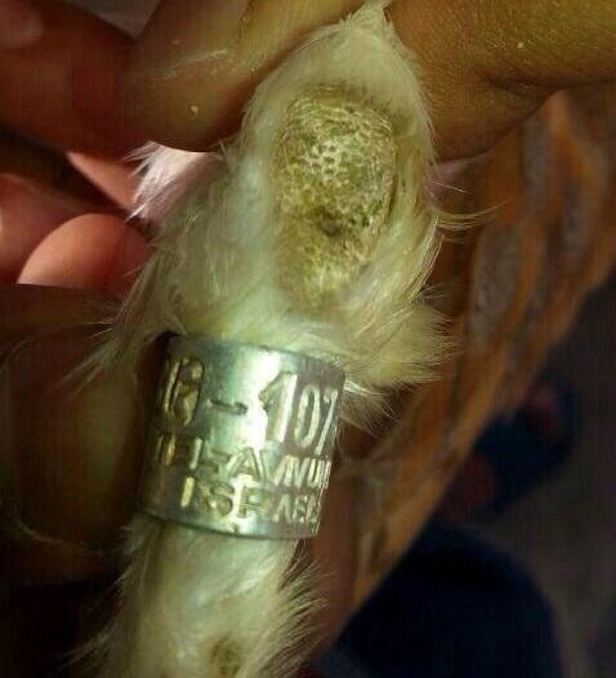 پرنده‌ اسرائیلی در لبنان به دام افتاد/تصاویر