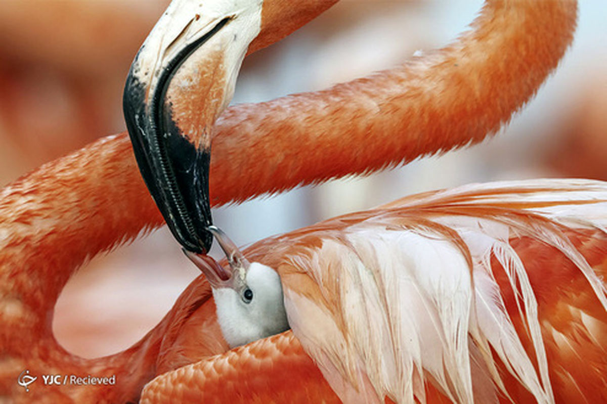 جذاب ترین عکس های حیات وحش