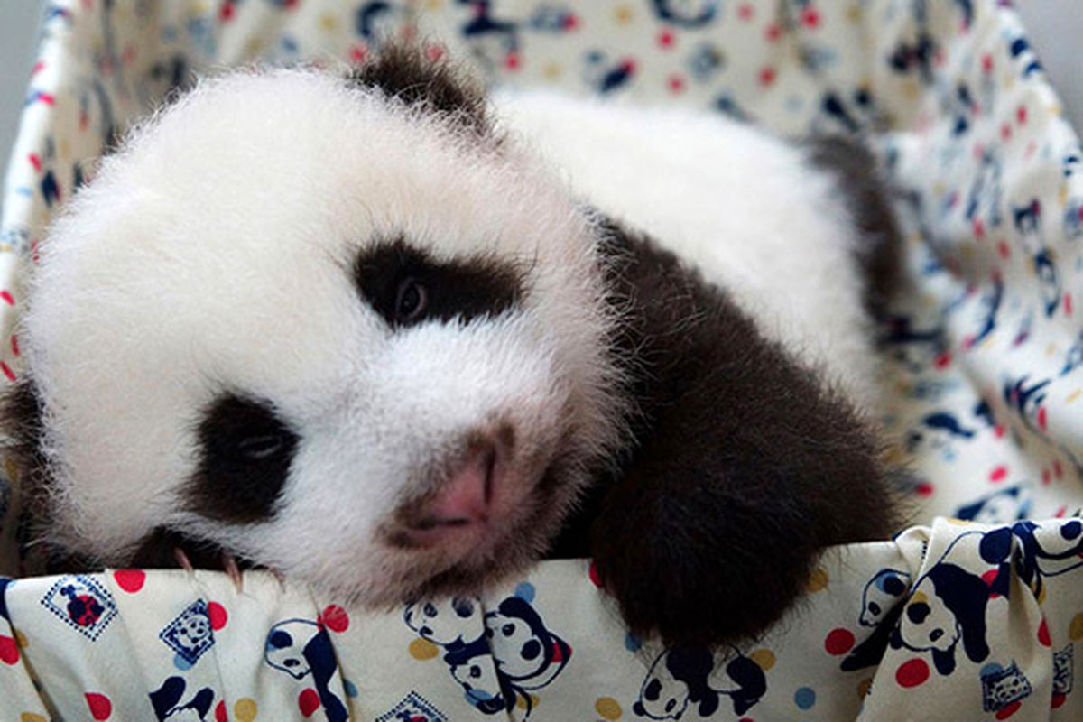 عکس/ خرس تنبل!