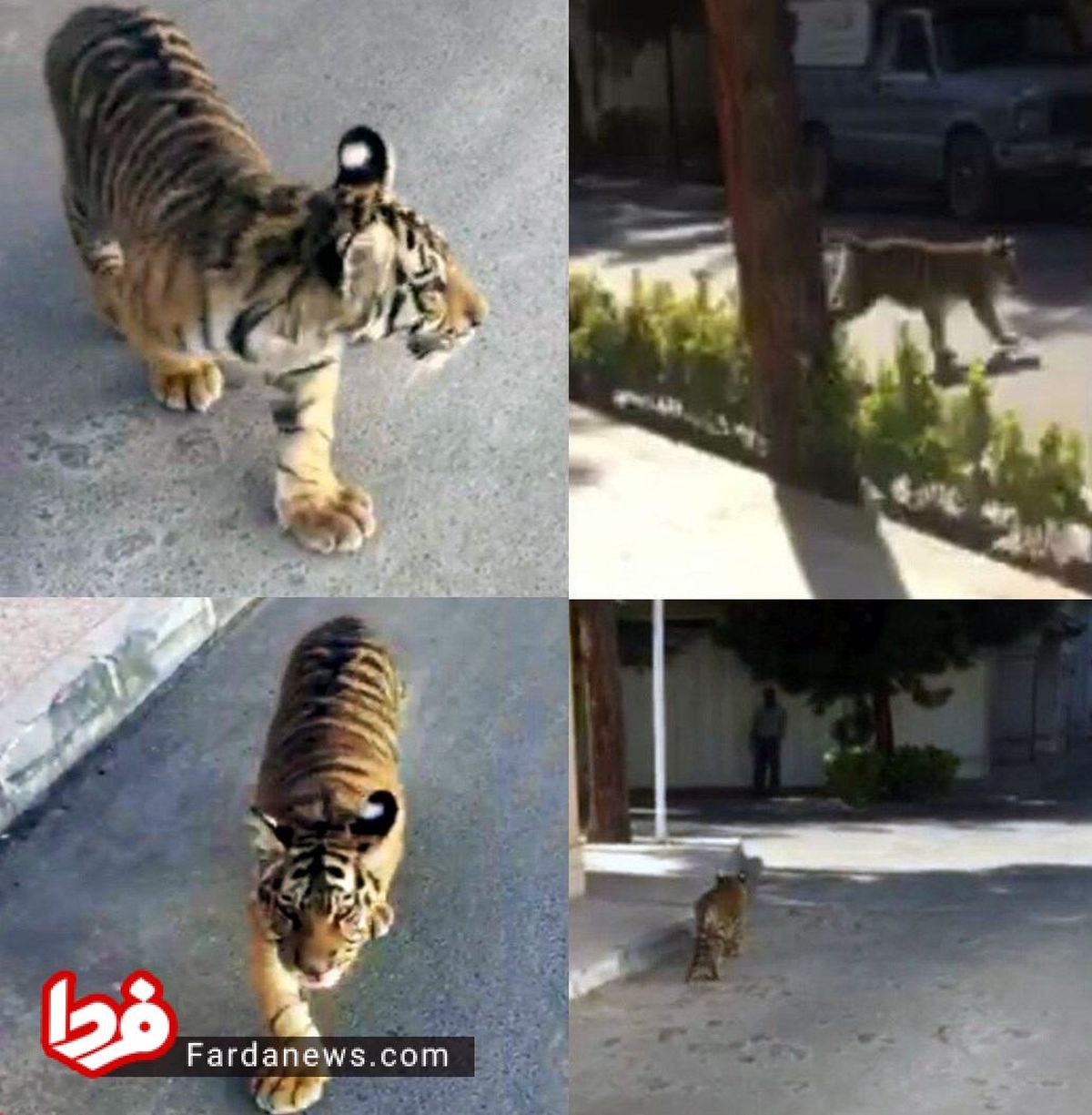 عکس: قدم‌ زدن یک توله‌ ببر در خیابان‌های مشهد!