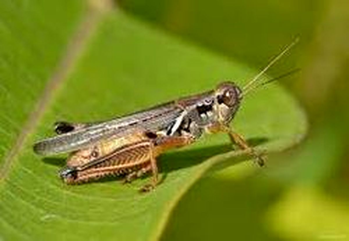 عربستان به شهروندان خود درباره خوردن ملخ هشدار داد