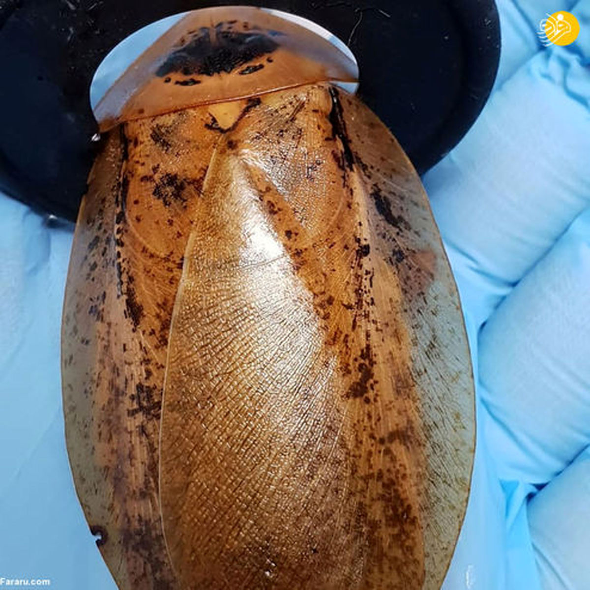 تصاویر: زایمان سوسک با عمل جراحی توسط پزشکان!