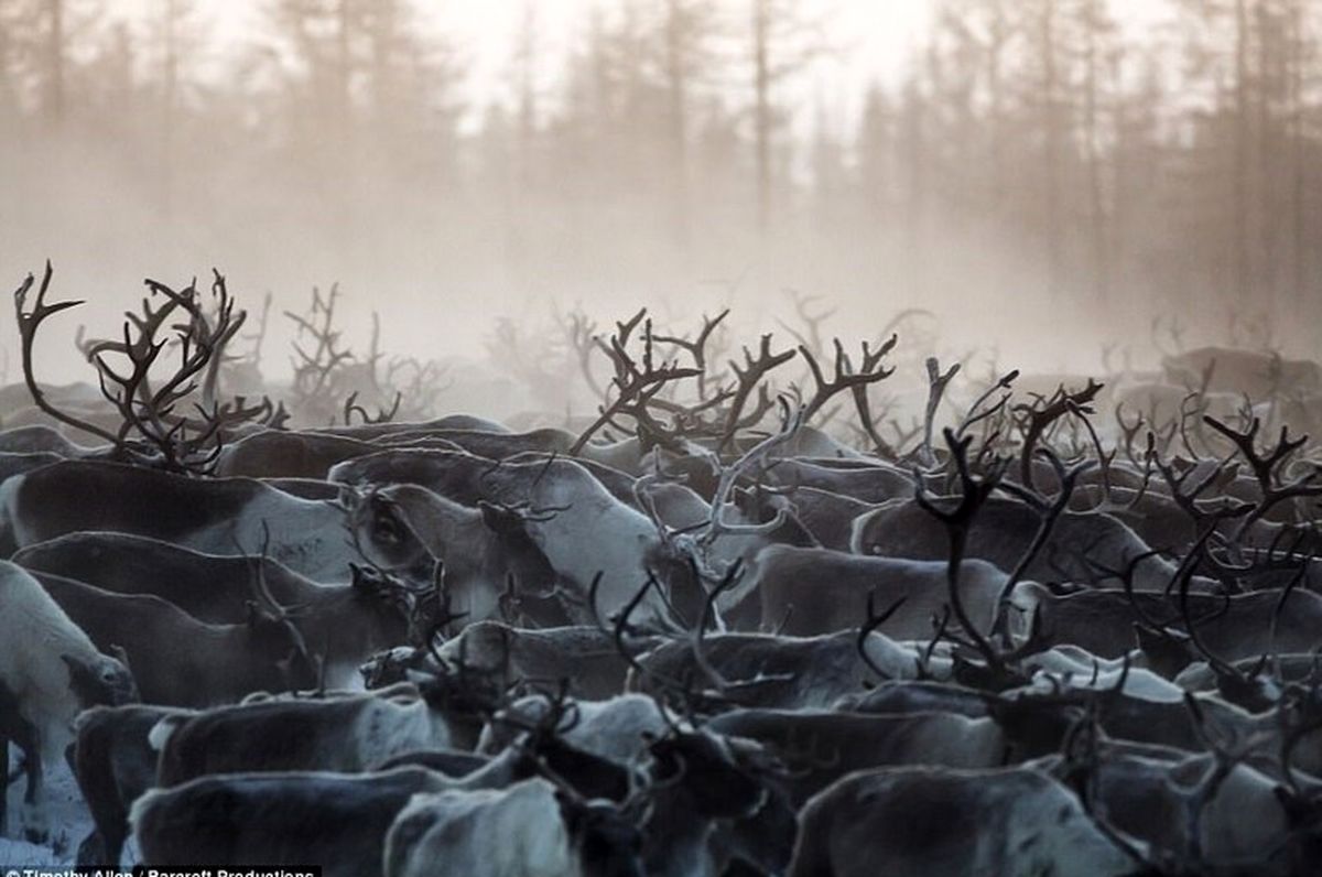 مردمانی که برای زنده‌ماندن خون می‌نوشند! +تصاویر