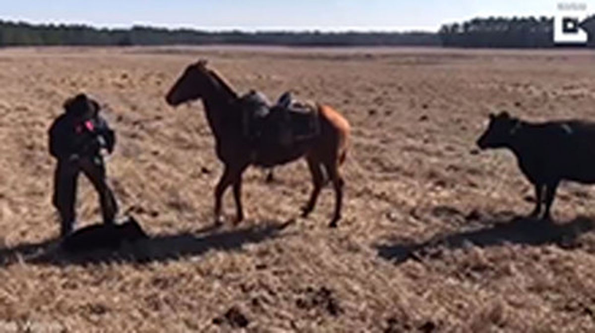 محافظت جالب اسب از صاحب خود در برابر حملات گاو +فیلم
