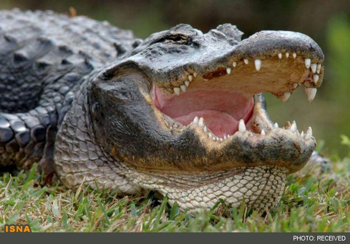 تمساحی‌که‌سارق‌خودرورادستگیرکرد/عکس