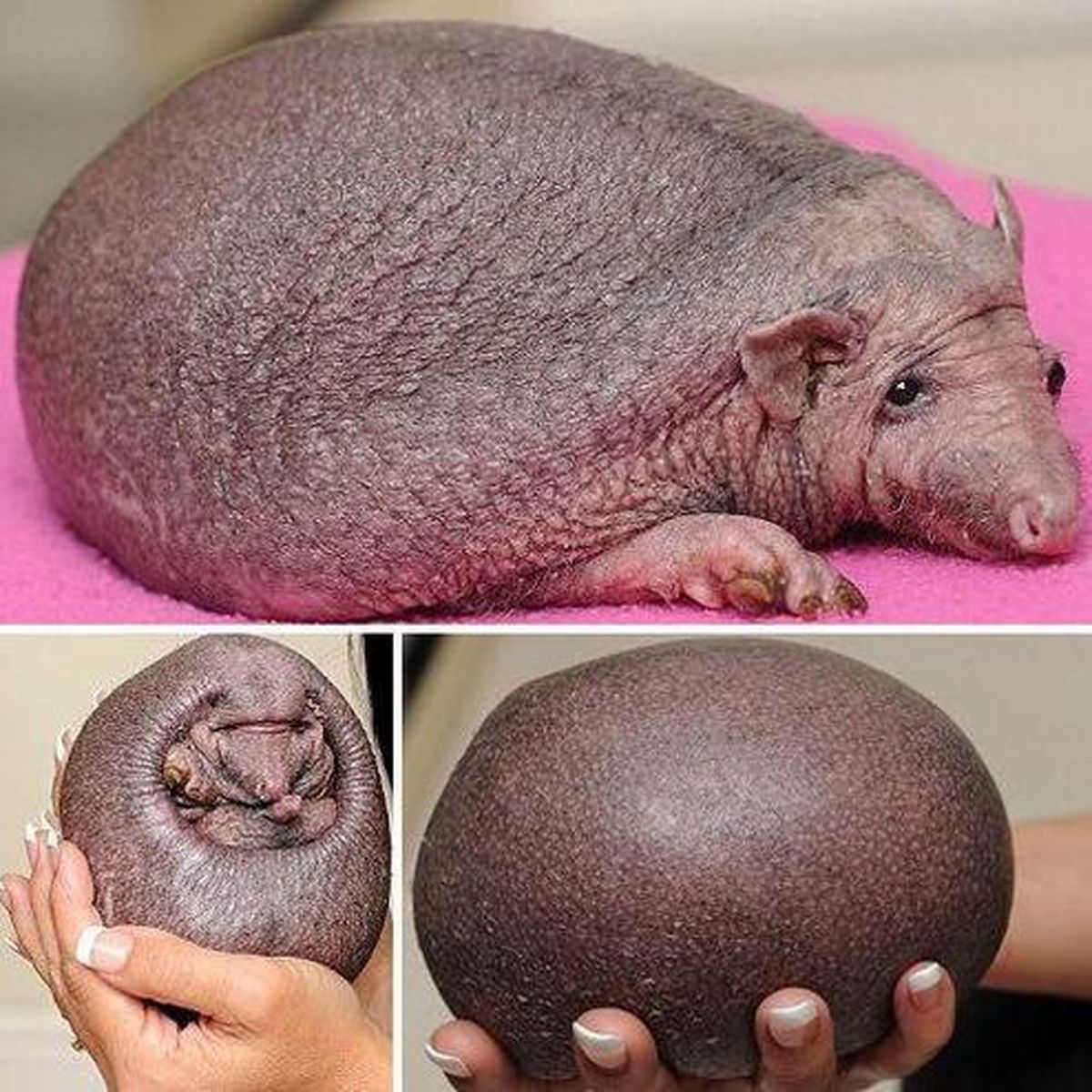 جوجه تیغی بدون خار دیده اید +عکس